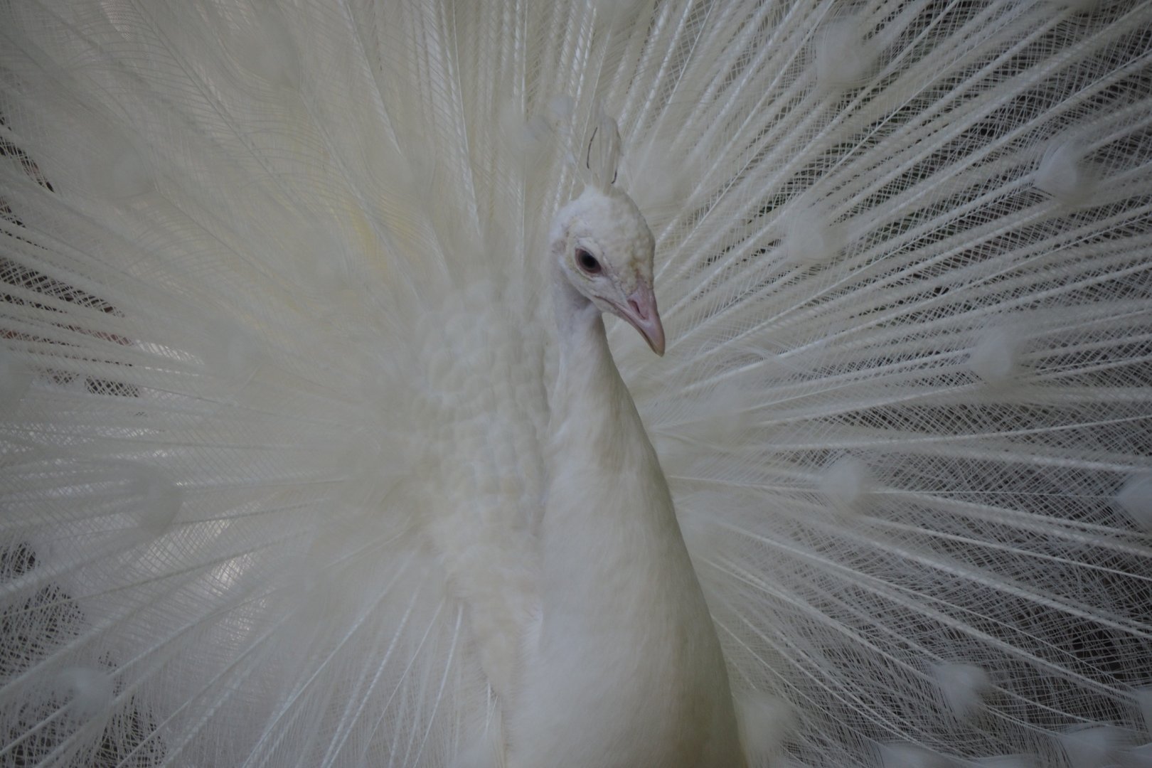 Albino Indian Peafowl