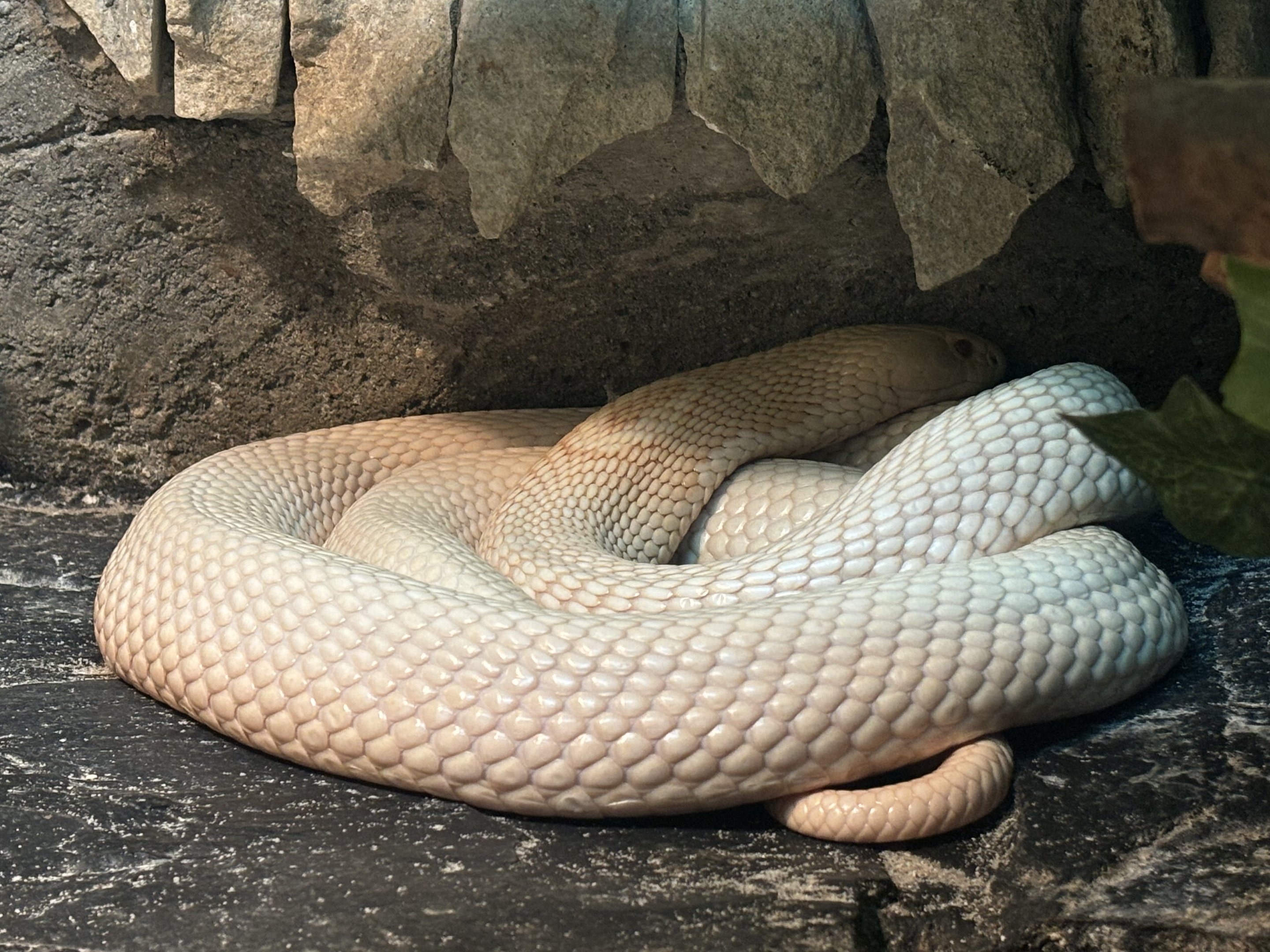 Albino Indochinese Spitting Cobra - Reptile Tunnel