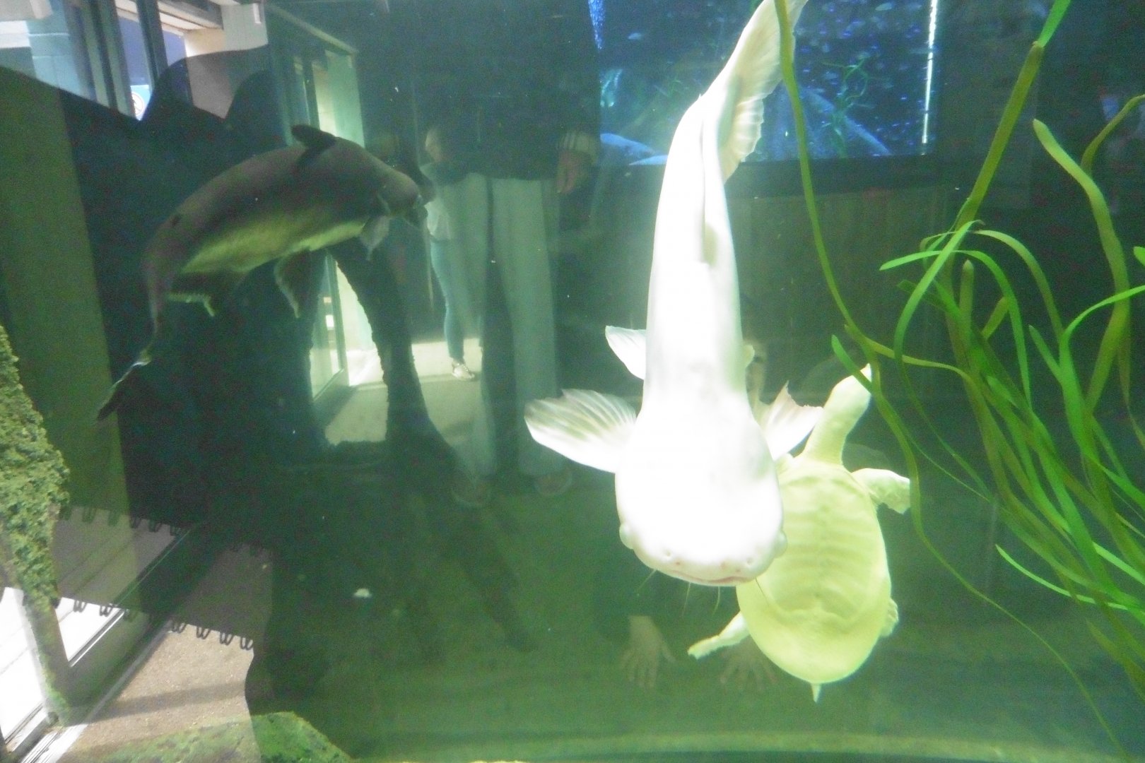 albino Iridescant Shark Catfish,albino Chinese Softshell Turtle