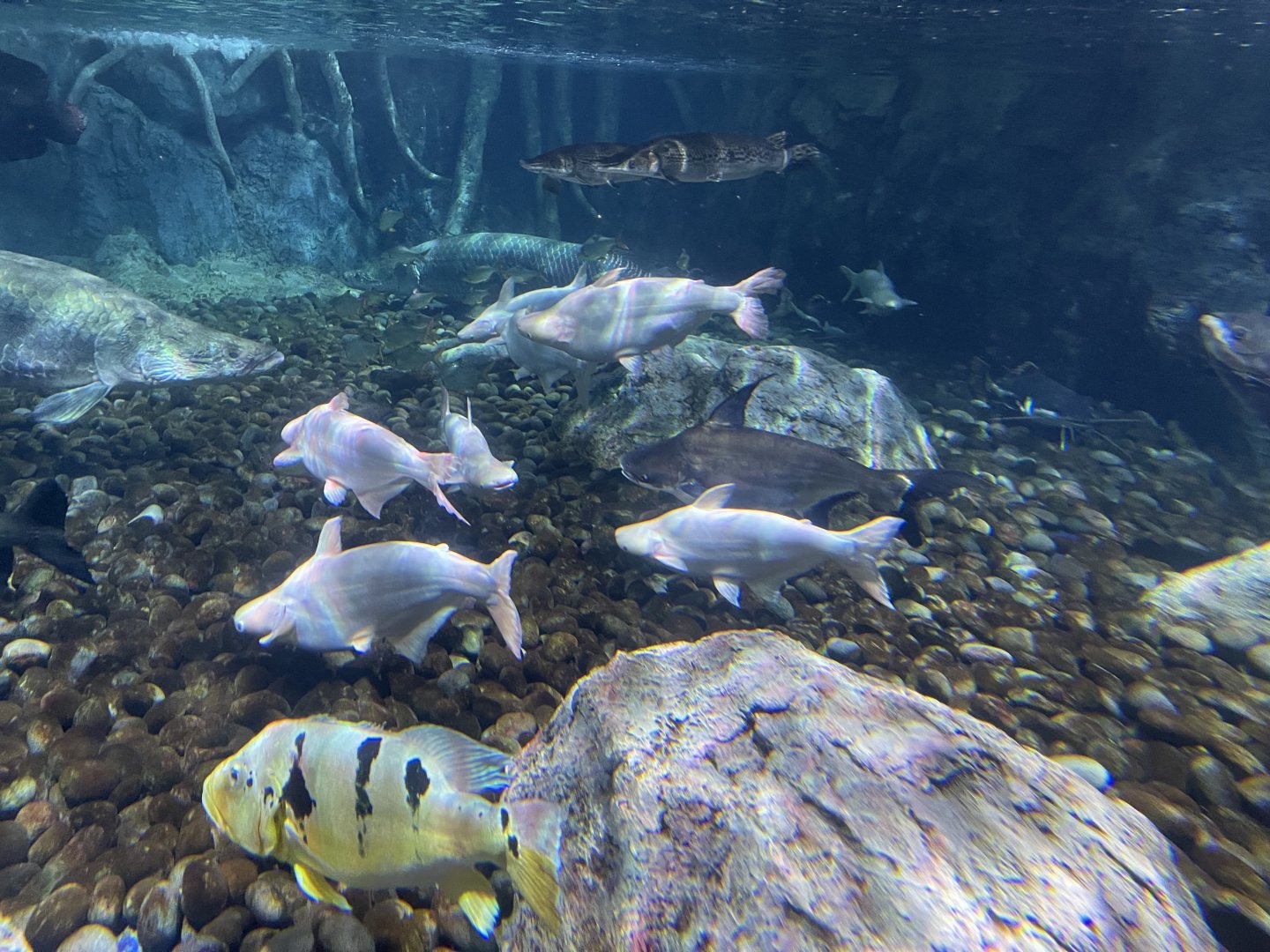 albino iridescent shark (pangasianodon hypophthalmus) & paroon shark (pangasius sanitwongsei) - BX Sea
