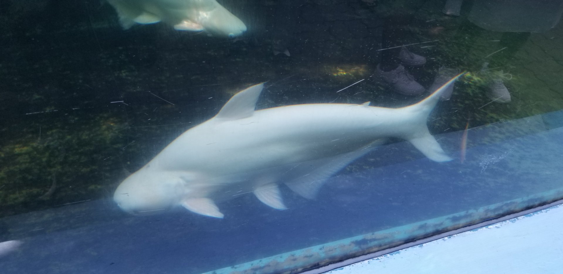 Albino Iridescent Shark