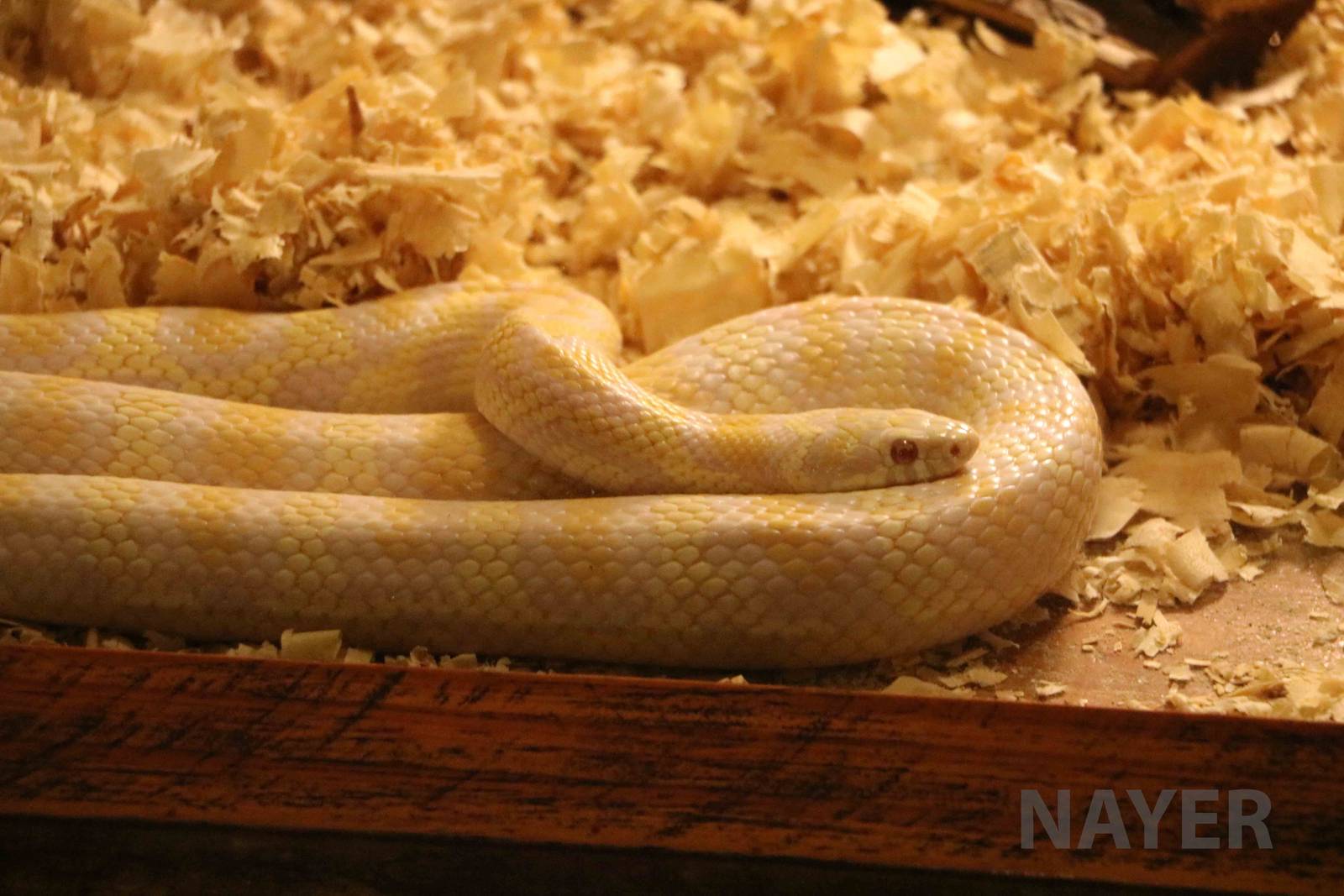 Albino jungle corn snake (an intergeneric hybrid) - Mendoza Serpentarium  (