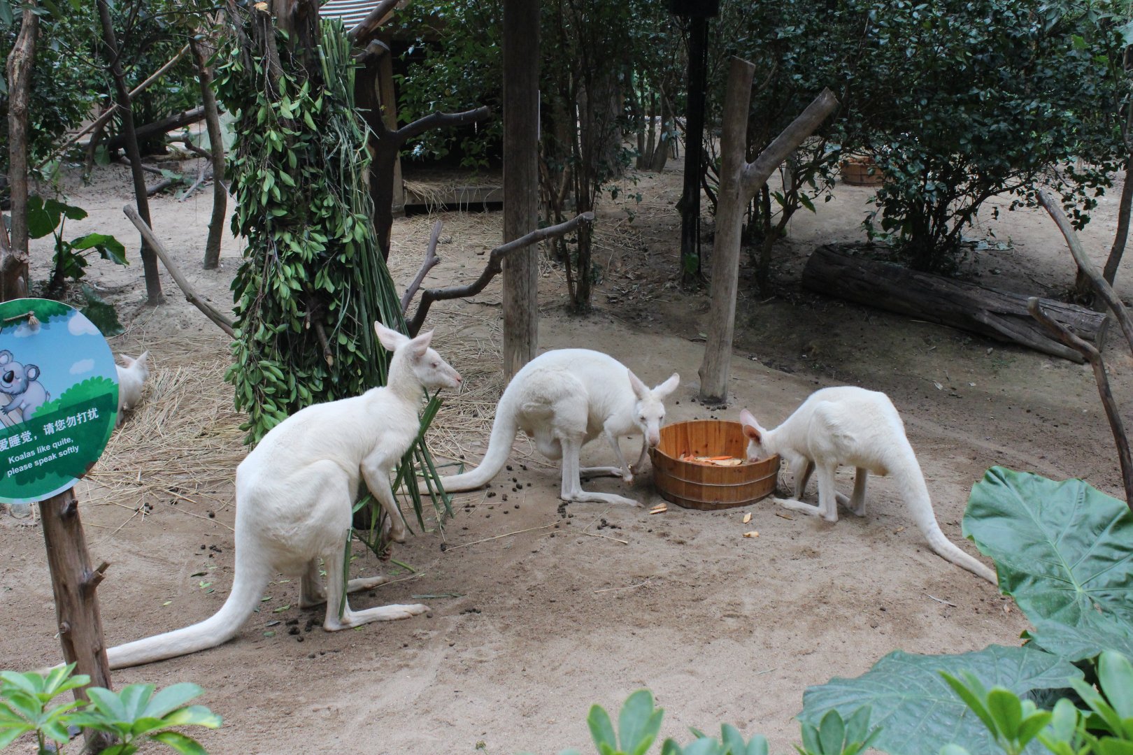 Albino kangaroo(sp.need)