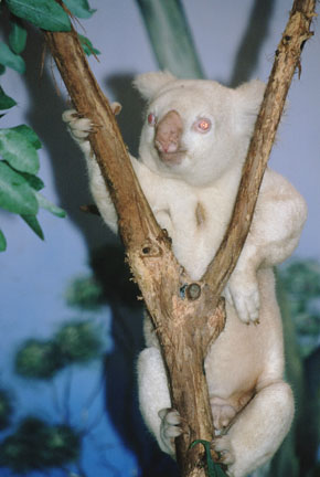 albino koala, summer 2000