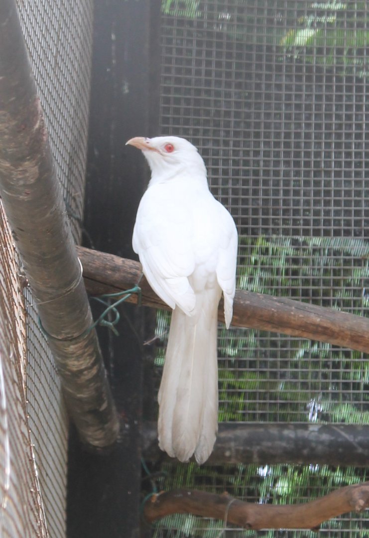 albino Koel (Eudynamys scolopacea)