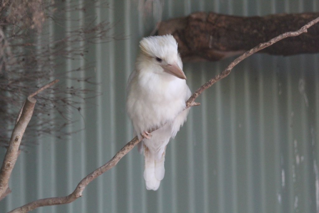 Albino Kookaburra