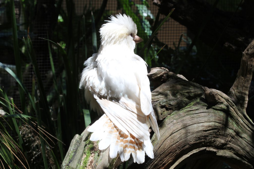 Albino Kookaburra