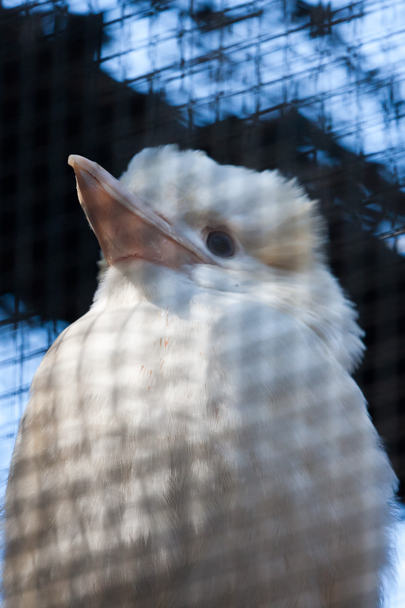 Albino Laughing Kookaburra, Jul 2011