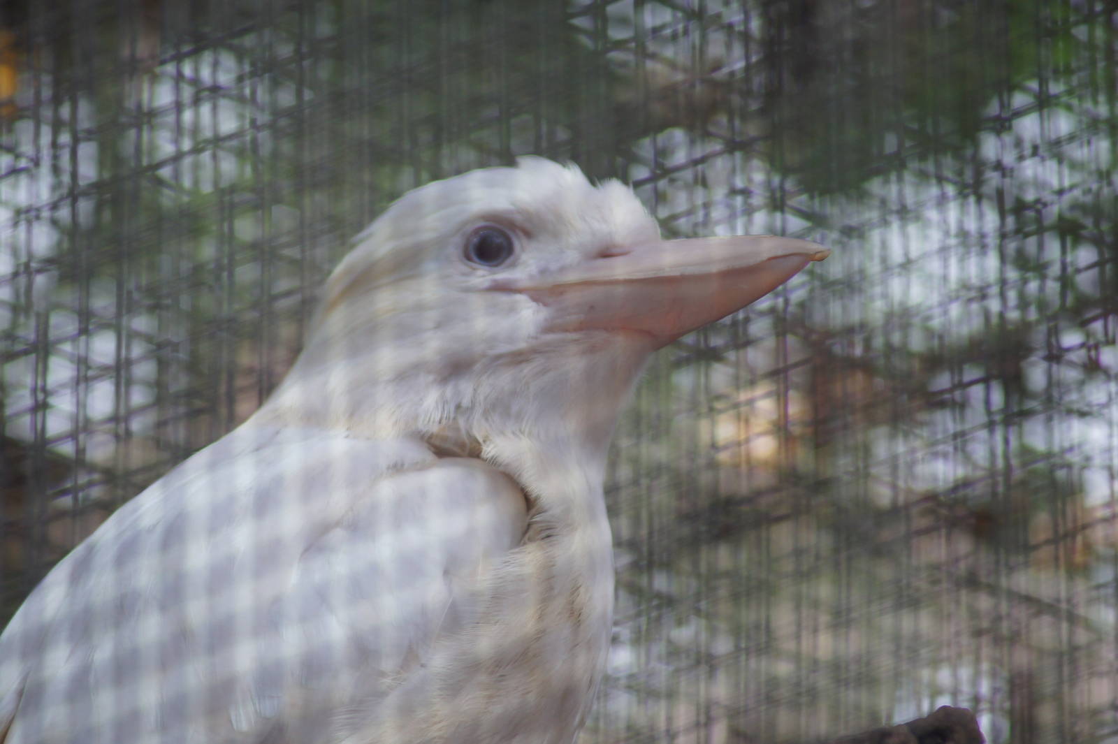 (Albino) Laughing kookaburra