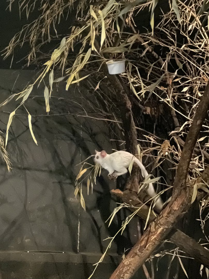 Albino Lesser Bushbaby?