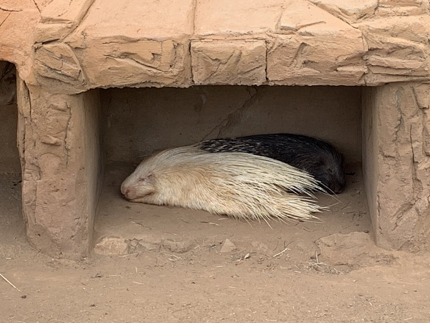 Albino/Leucitic African Crested Porcupine