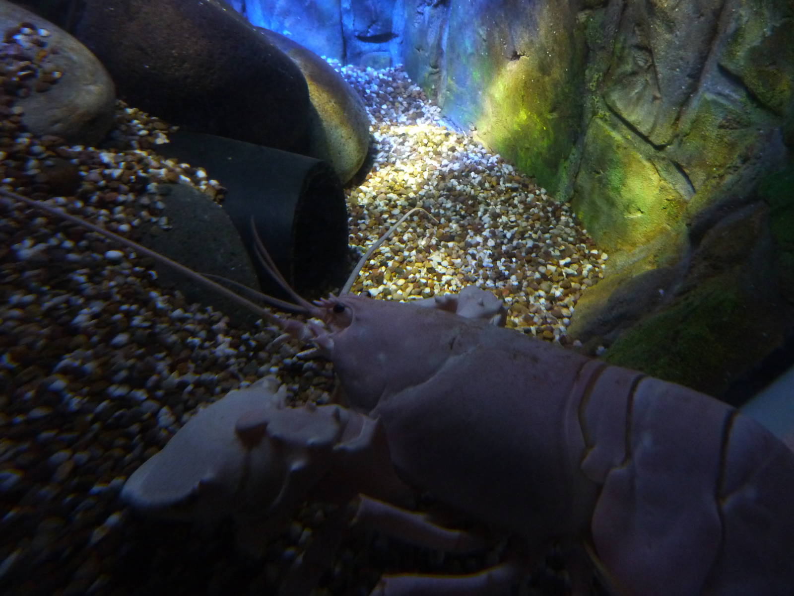 Albino lobster, 8th Feb 2012