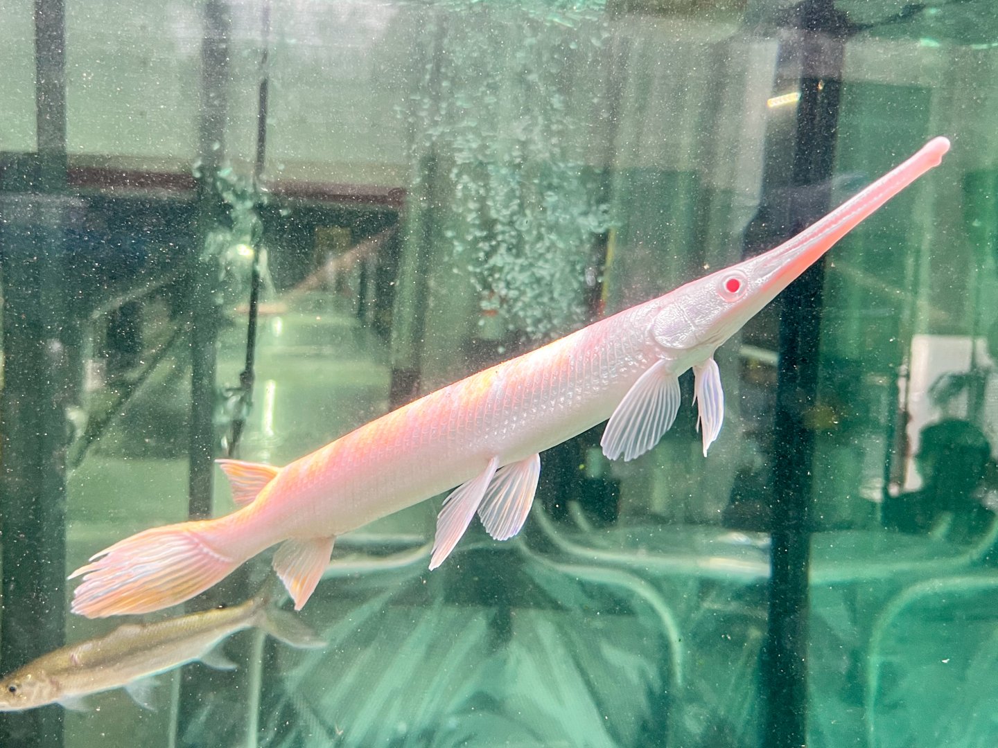Albino Longnose Gar (Lepisosteus osseus var. Albino)
