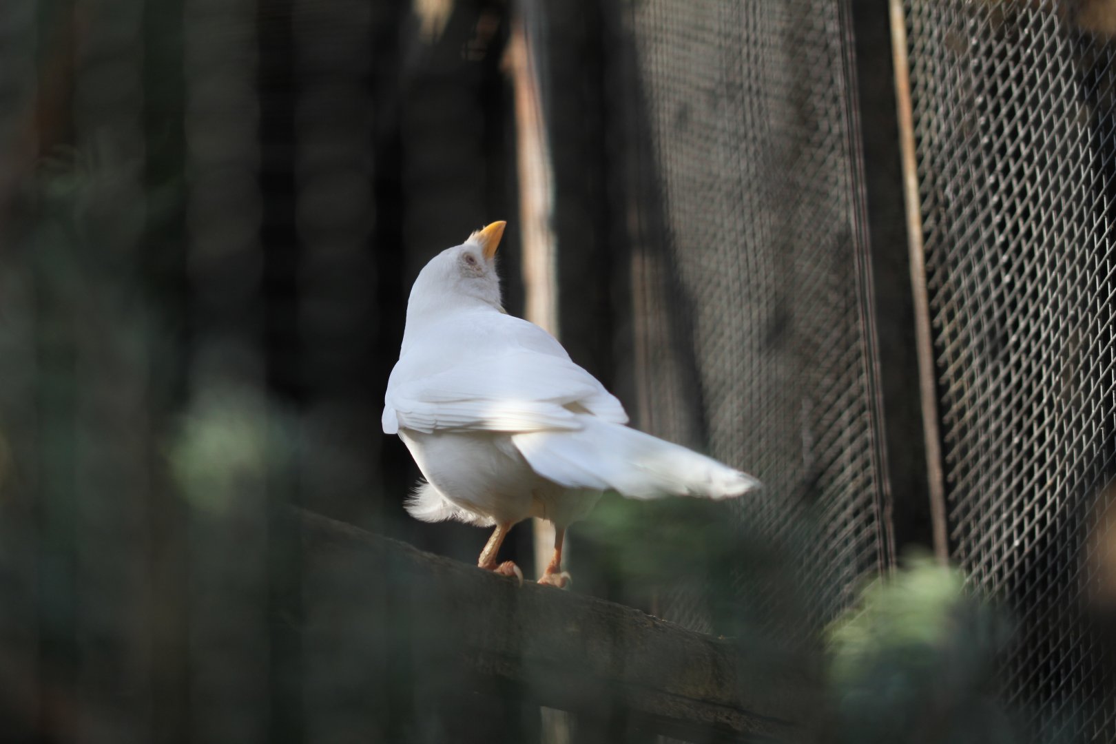 Albino magpie (Pica pica)
