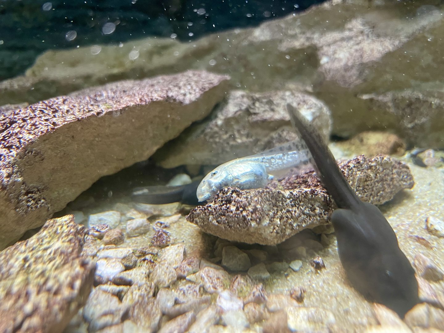 Albino Mallorcan midwife Toad, Alytes muletensis