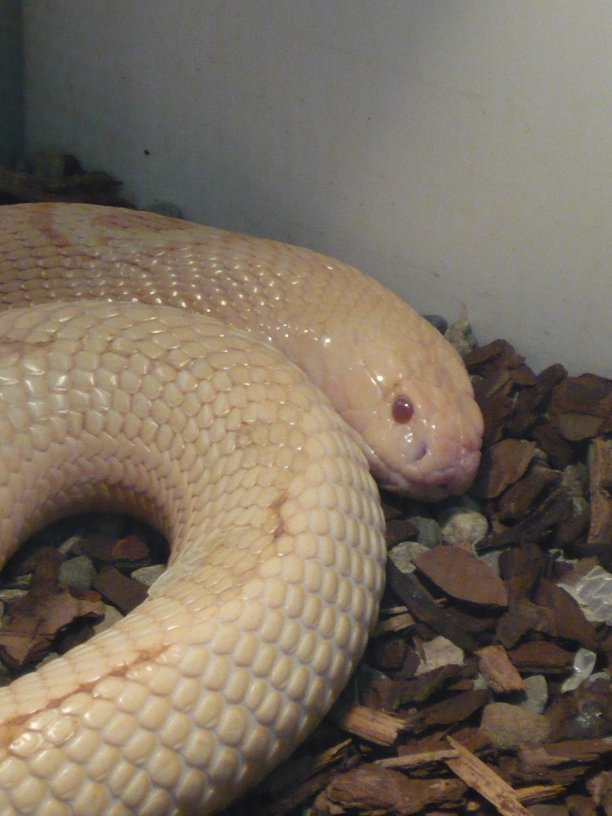 Albino Monocled cobra (Naja kaouthia)