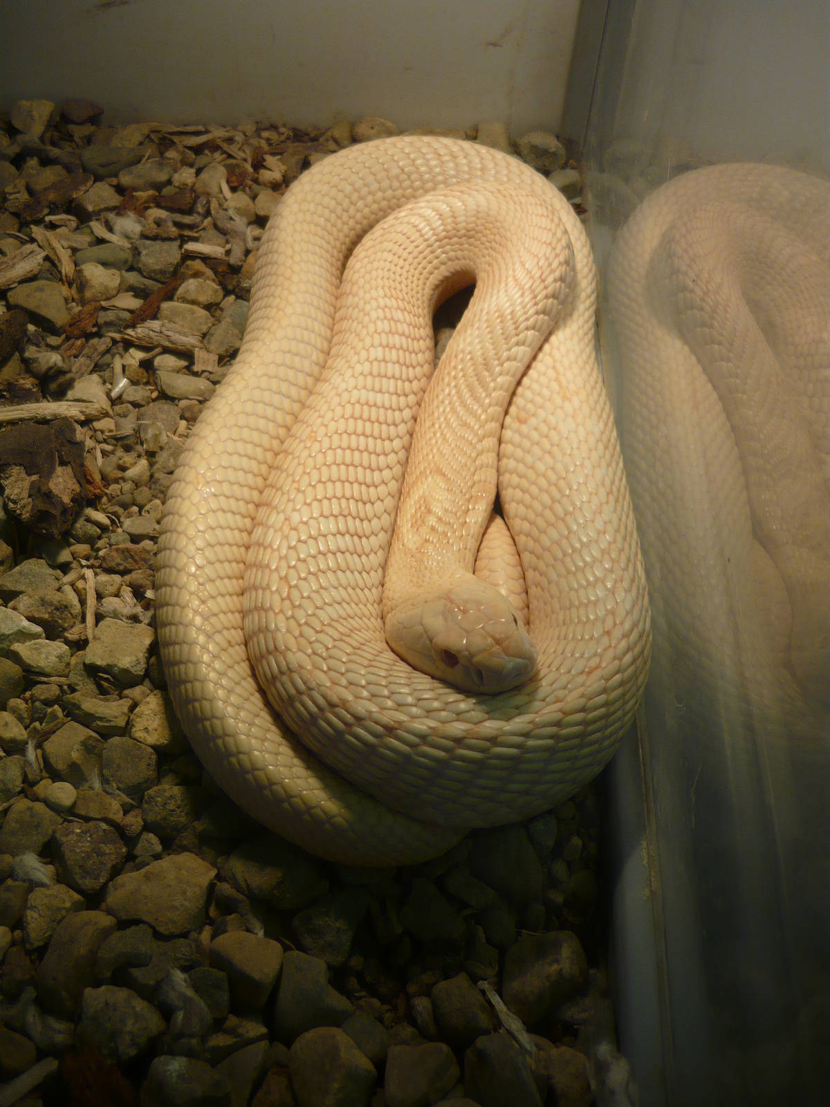 Albino Monocled cobra (Naja kaouthia)