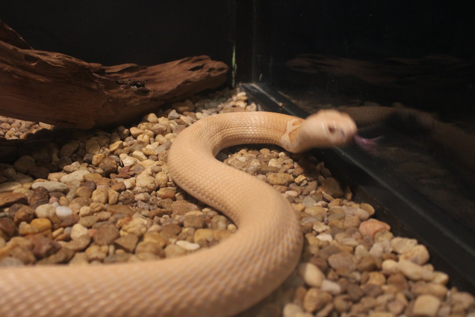 {Albino} Monocled Cobra (Naja kaouthia)