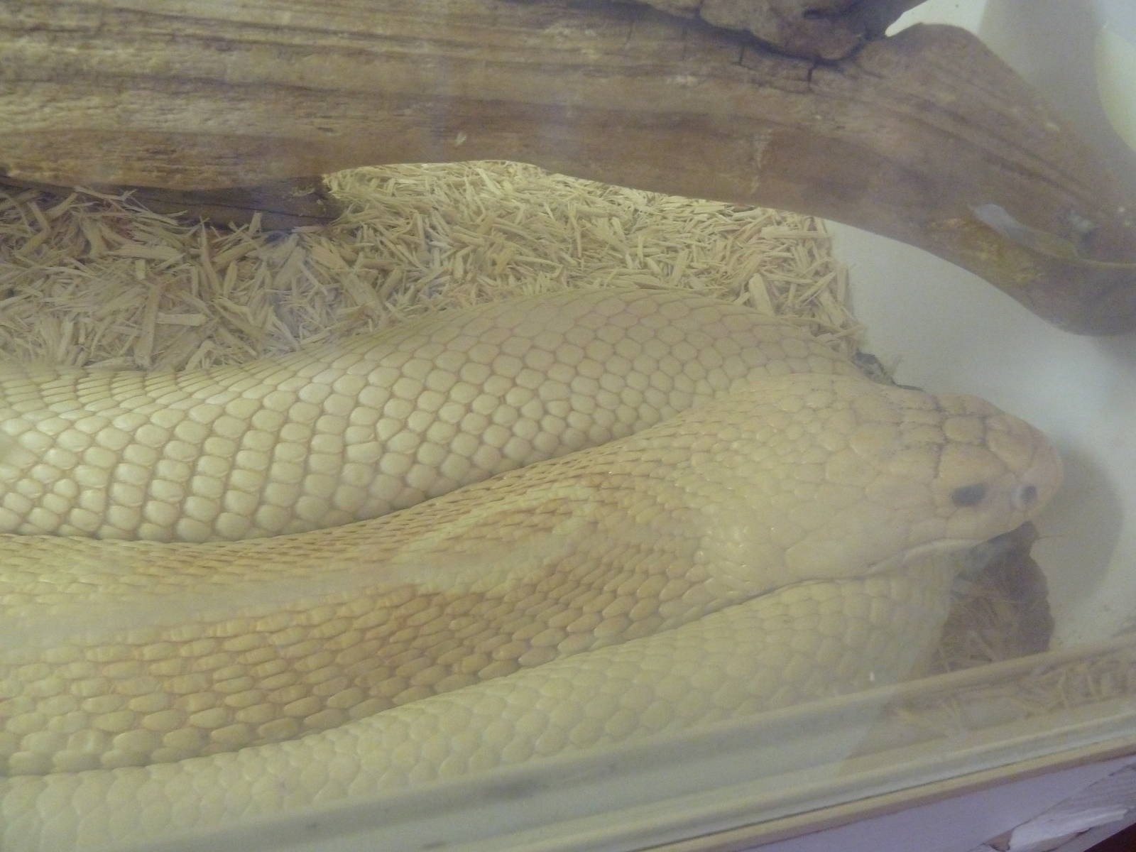 Albino Monocled Cobra