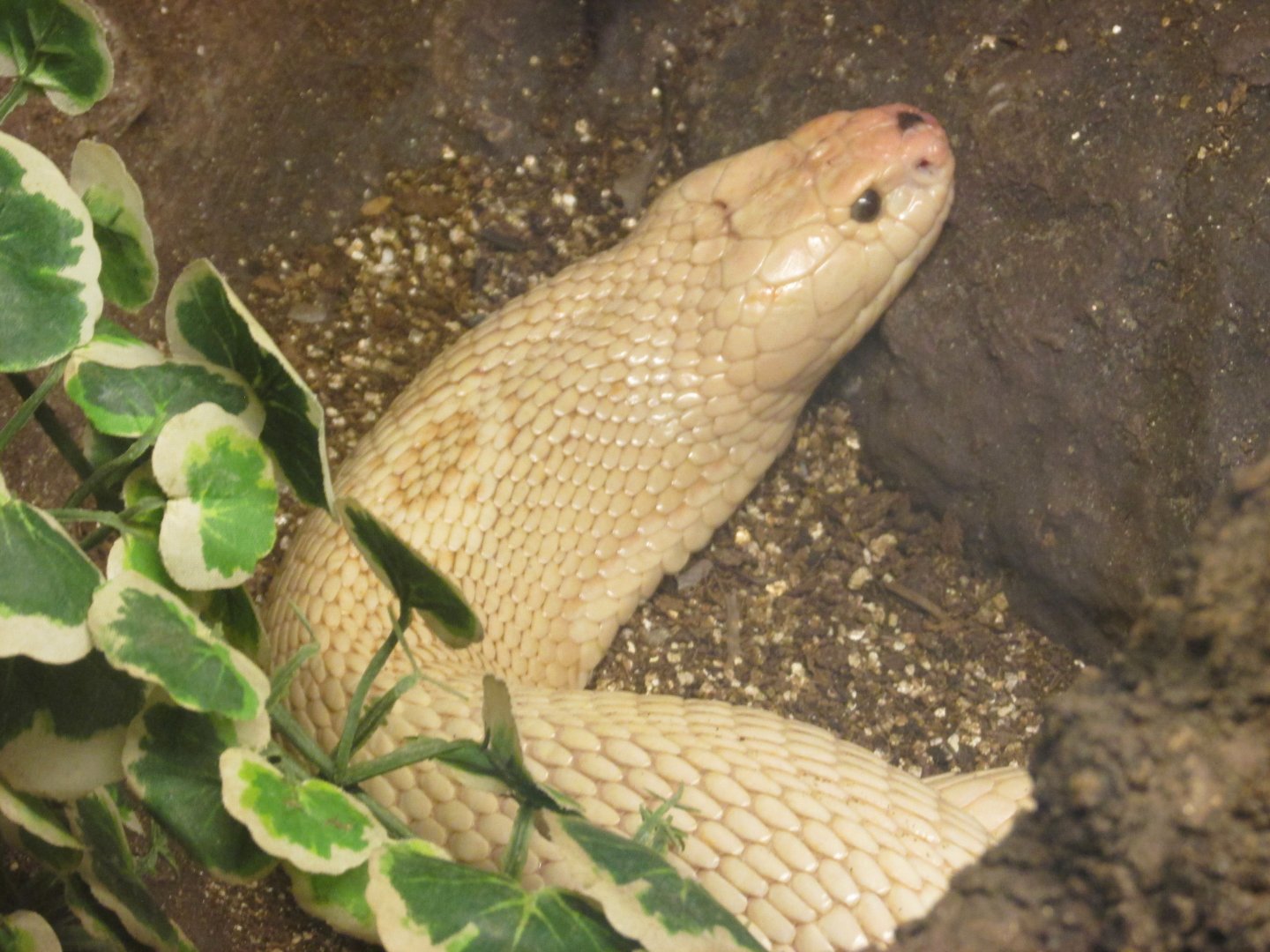 albino monocled cobra