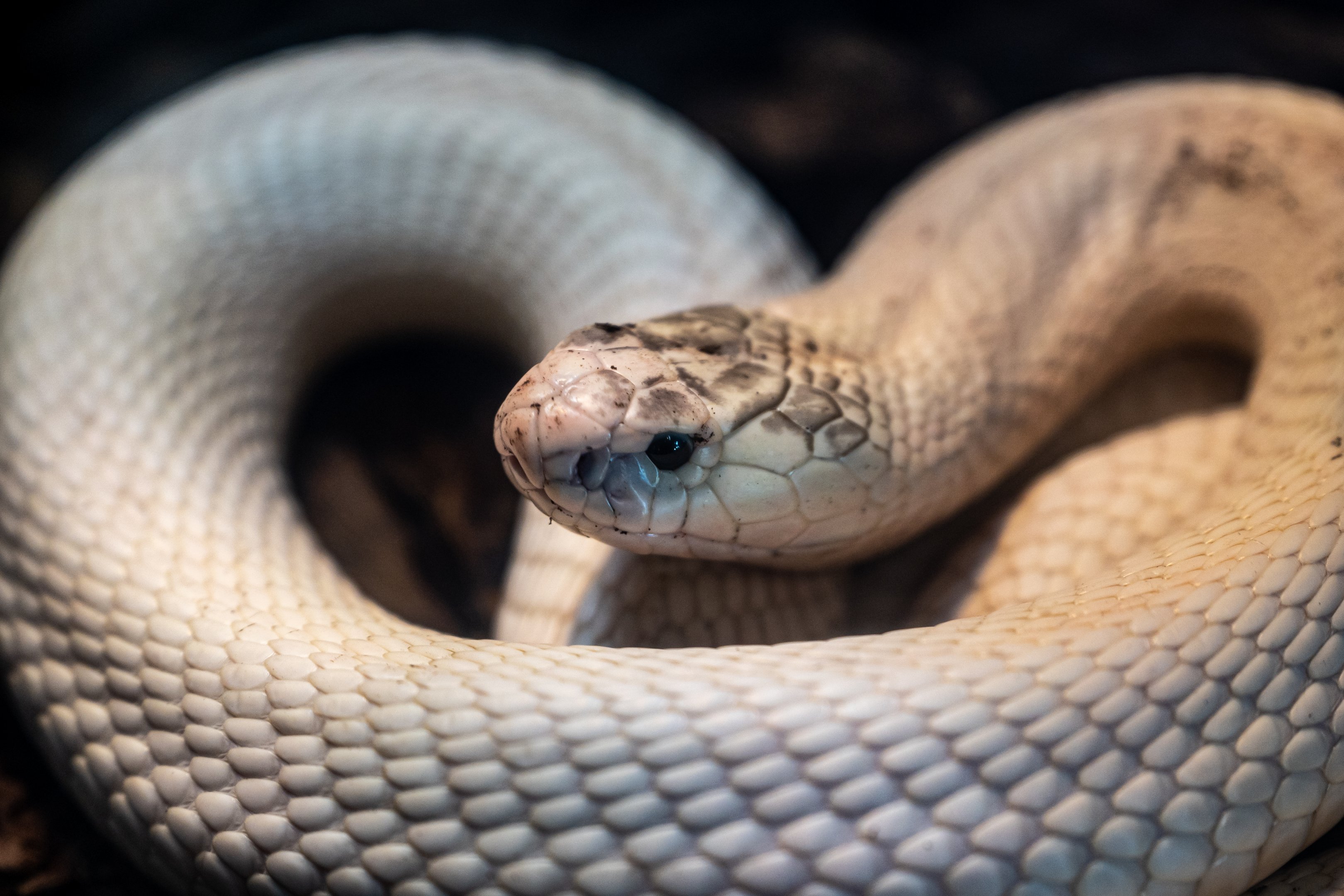 Albino Monocled Cobra
