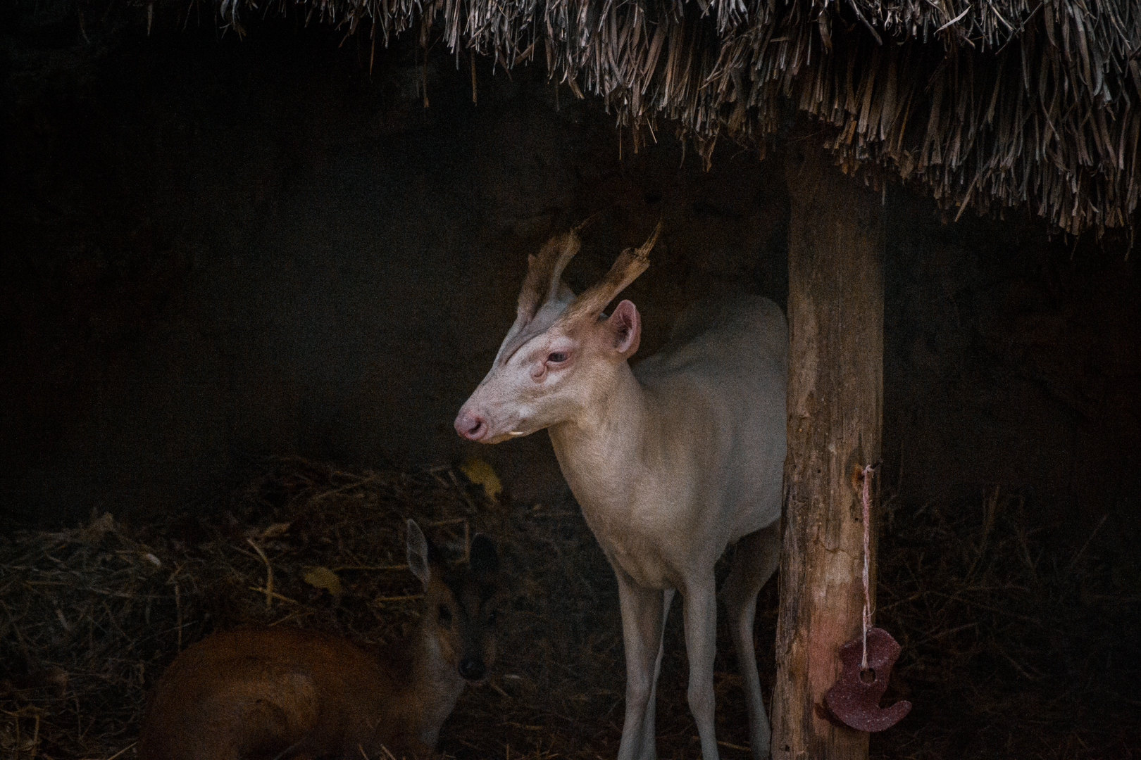 Albino Muntjac with "normal" female