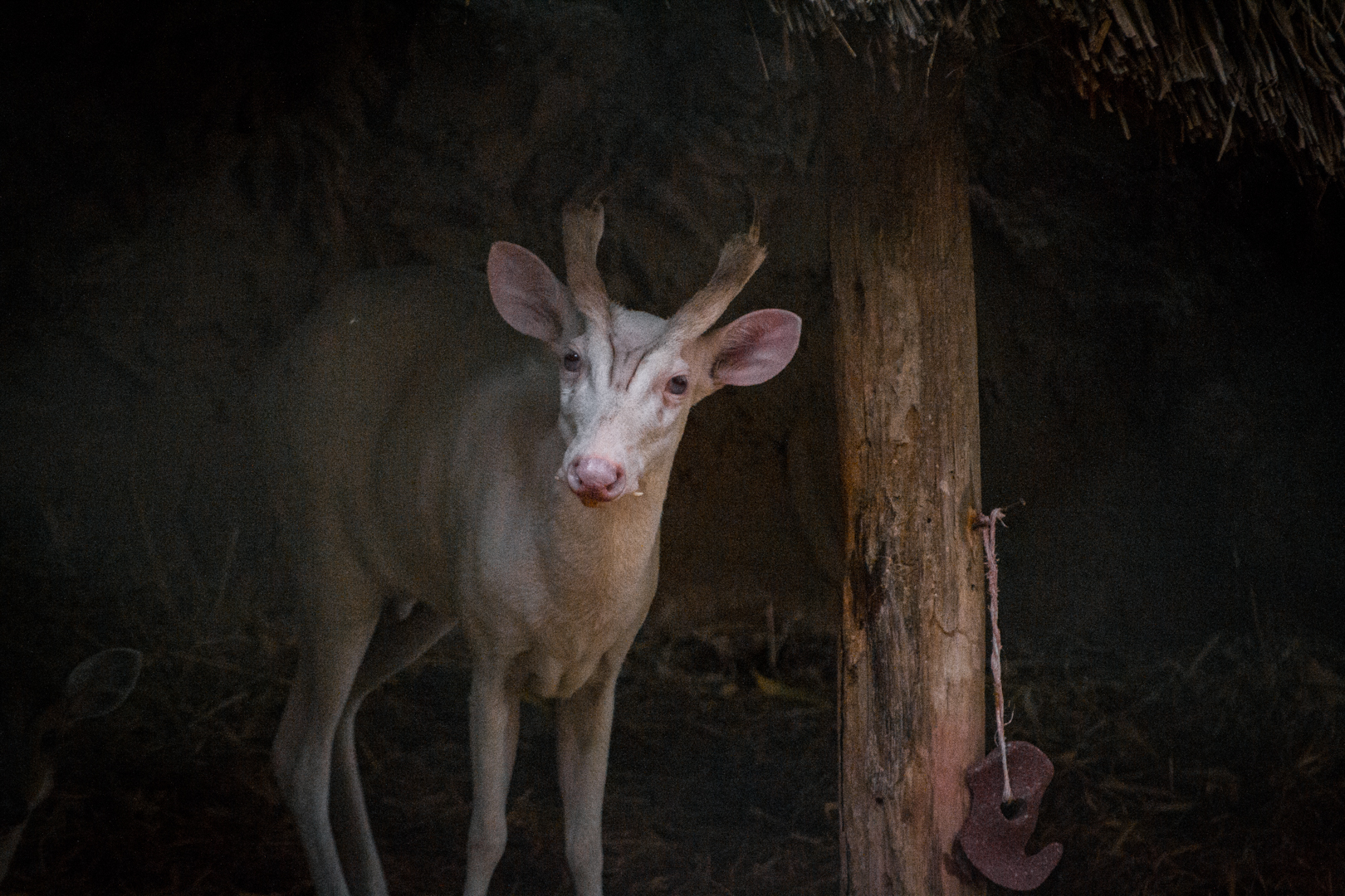 Albino Muntjac
