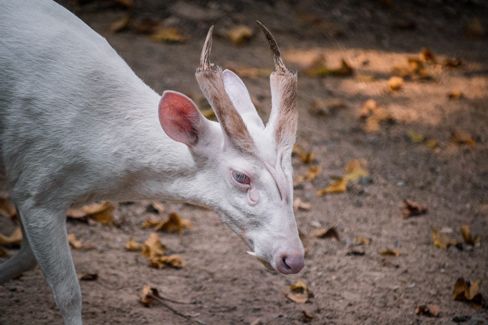 Albino Muntjac