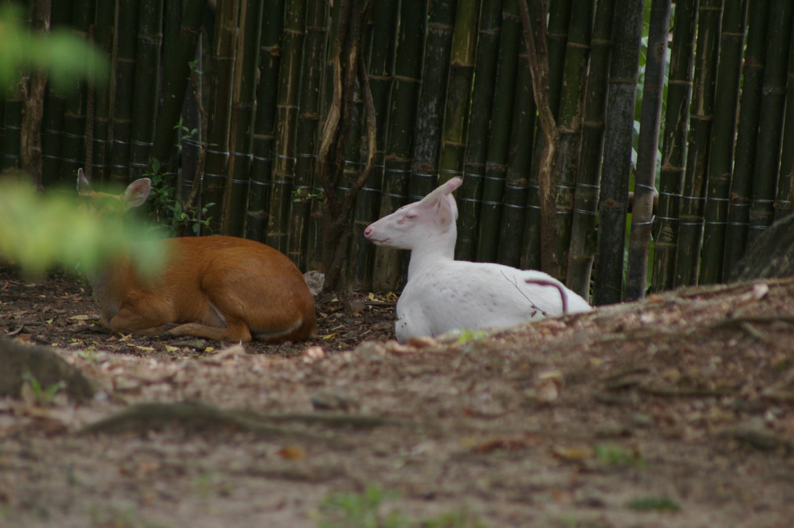 albino muntjac