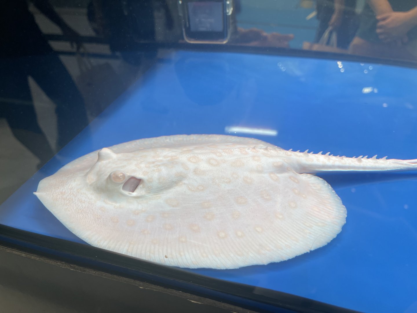 albino ocellate river stingray (potamotrygon motoro) (1)