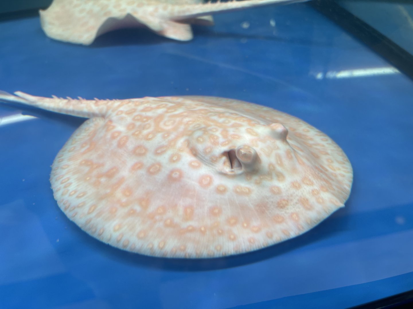 albino ocellate river stingray (potamotrygon motoro) (2)