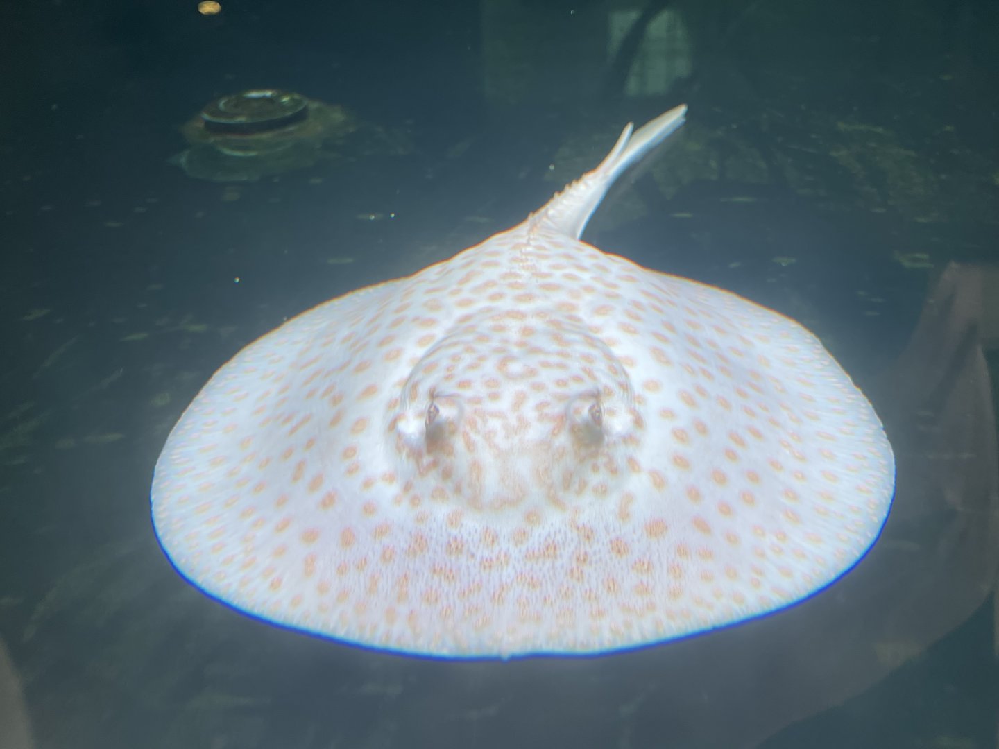 albino ocellate river stingray (potamotrygon motoro)