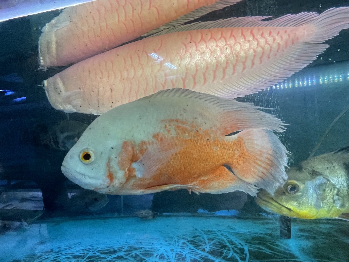 albino oscar (astronotus ocellatus)