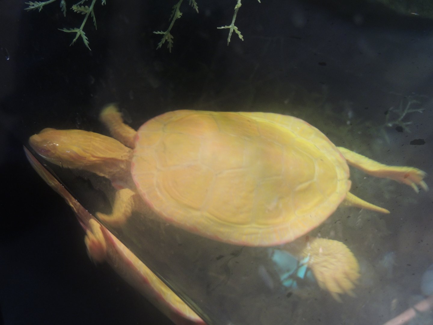 albino painted turtle