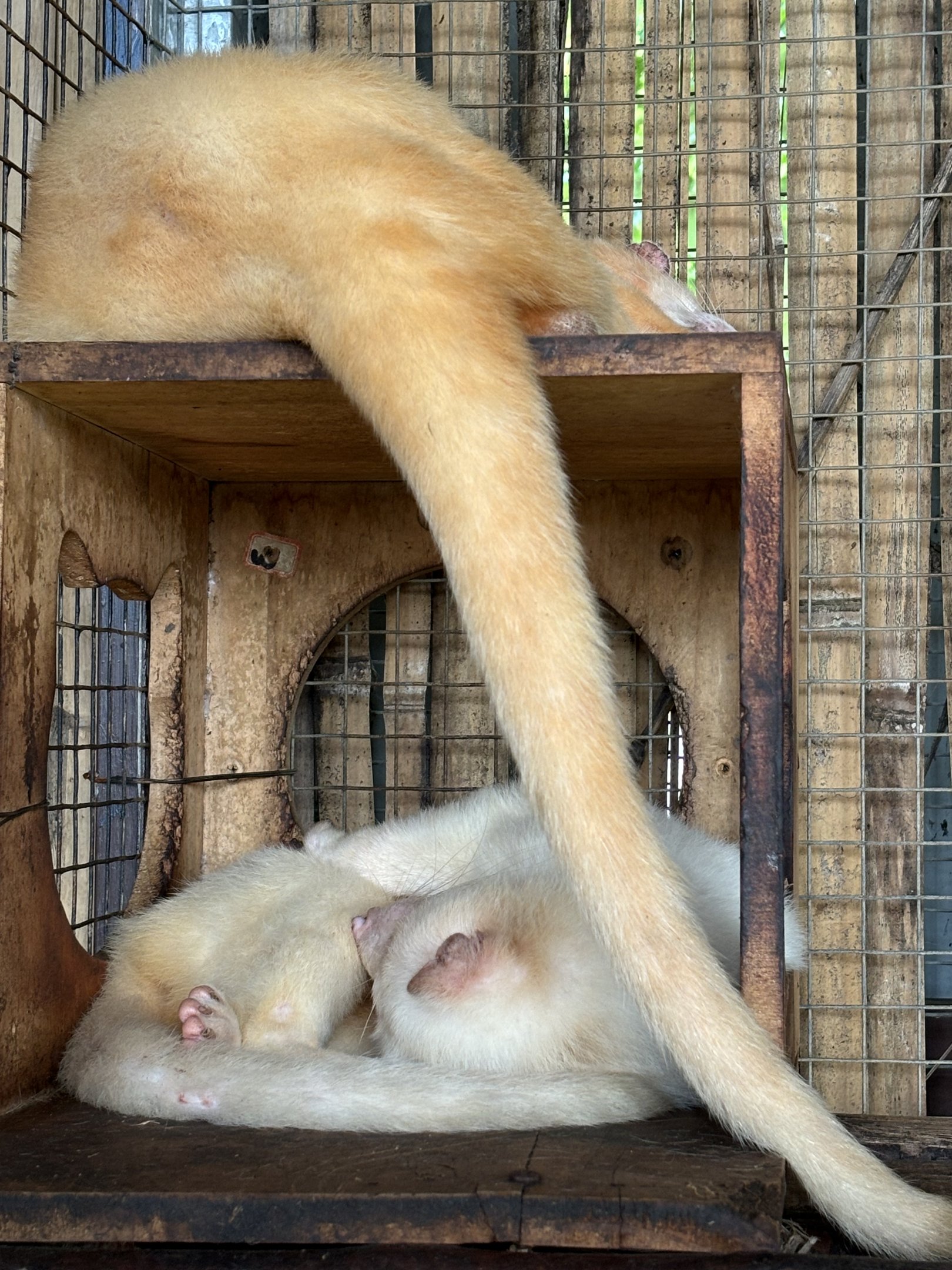 Albino Palm Civets
