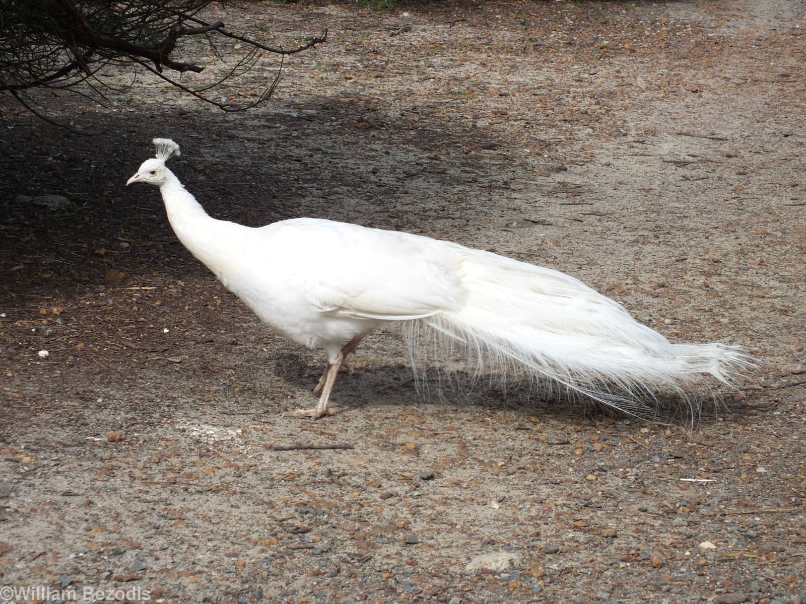 Albino Peacock - Cohunu Koala Park