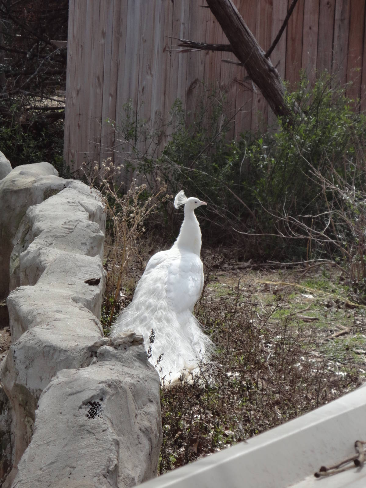 Albino Peacock