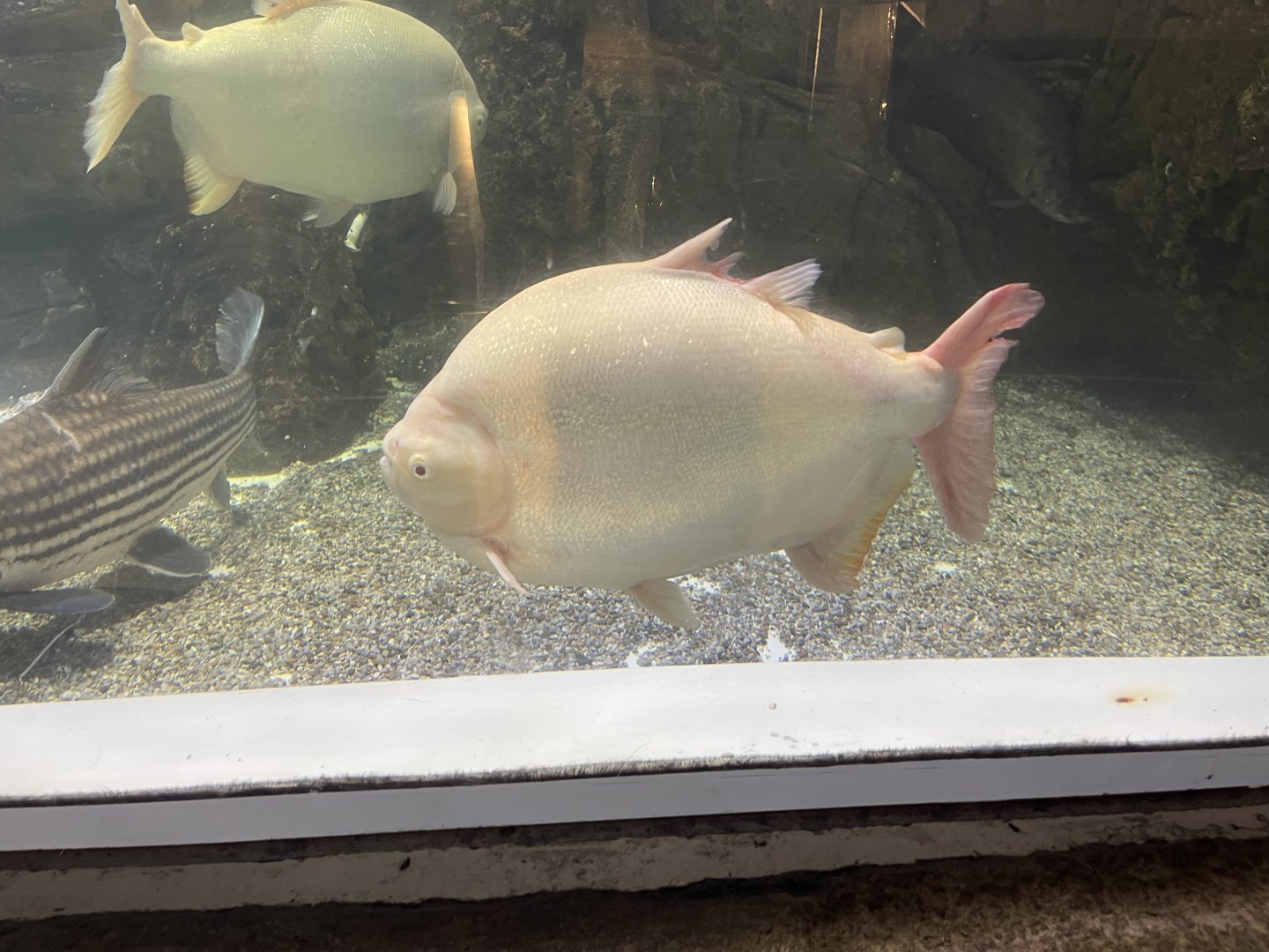 albino pirapitinga (piaractus brachypomus)
