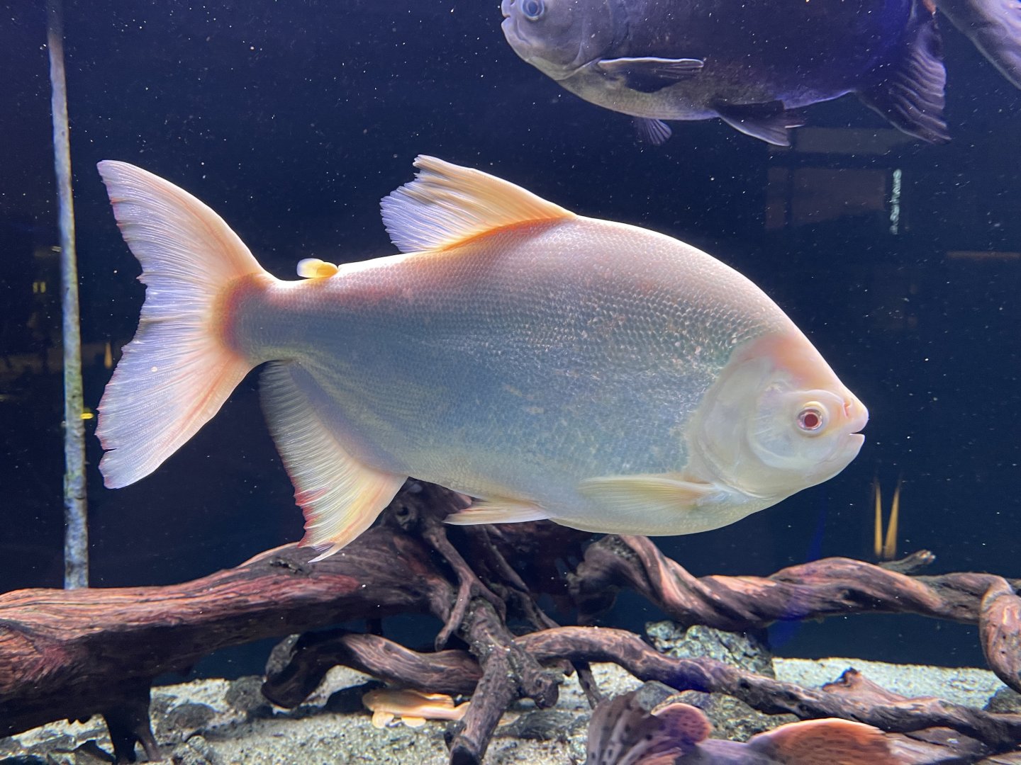 albino piripitinga (piaractus brachypomus)