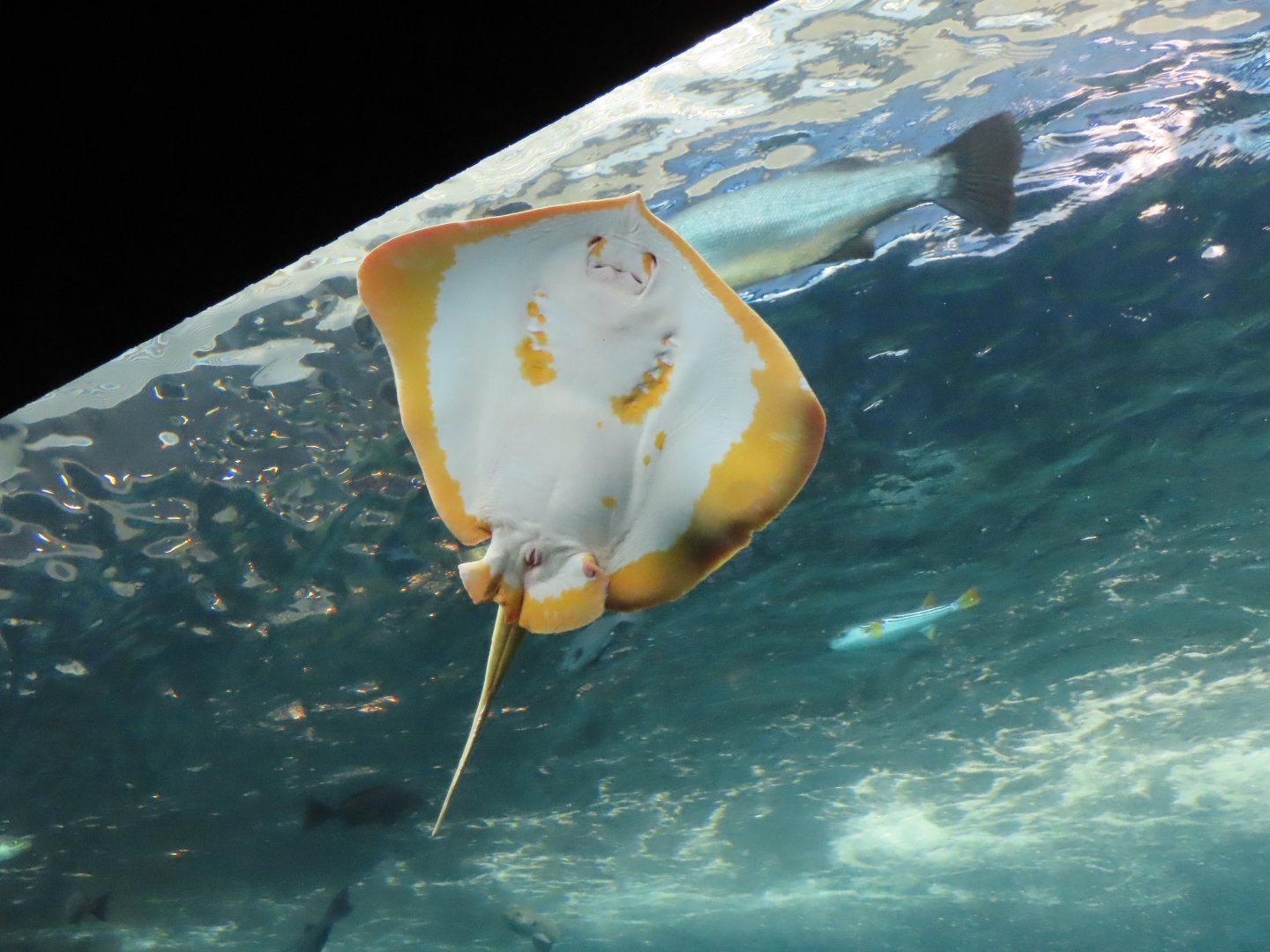 Albino pitted stingray (Dasyatis matsubarai)