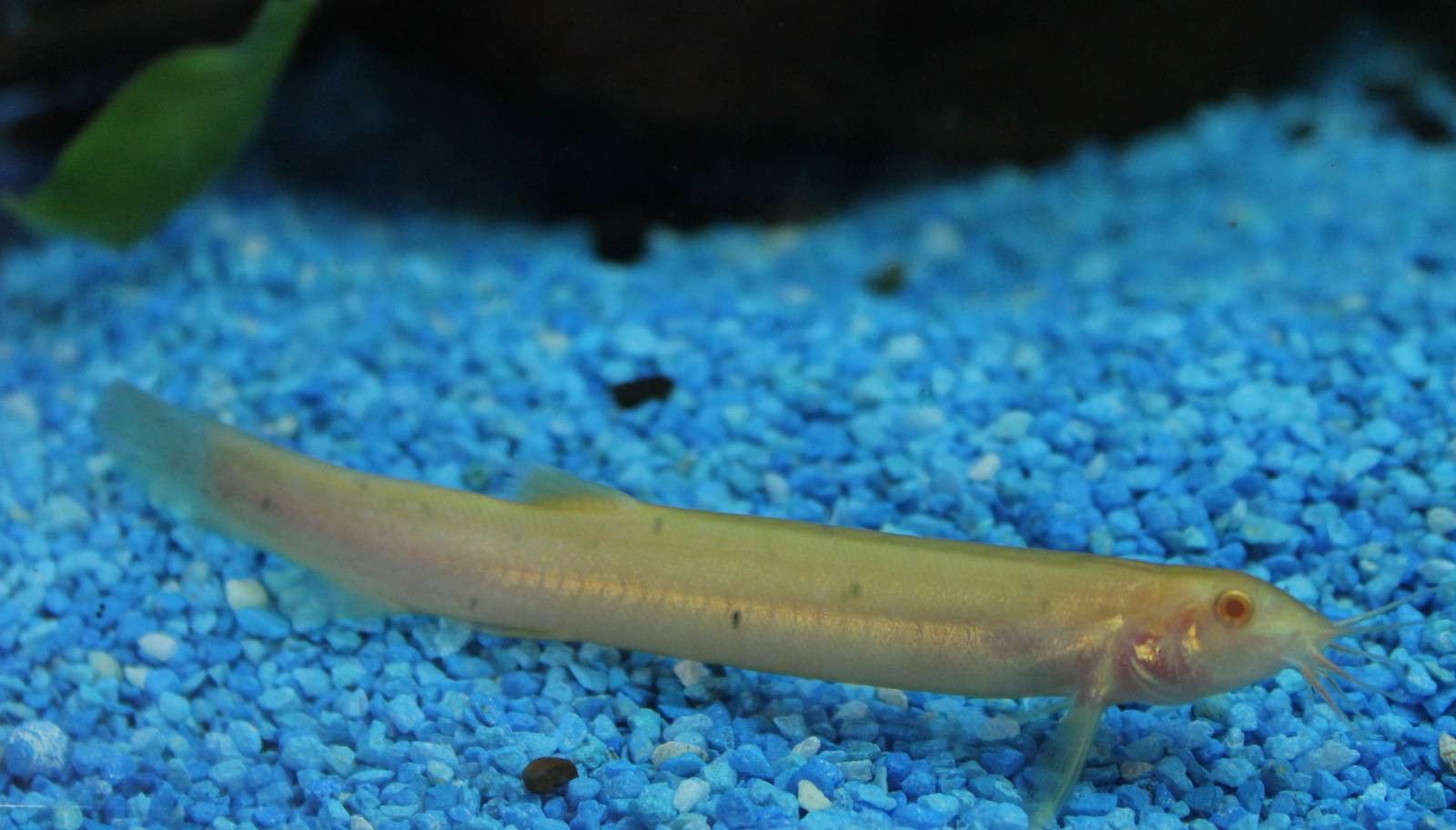 Albino pond loach (Misgurnus anguillicaudatus)