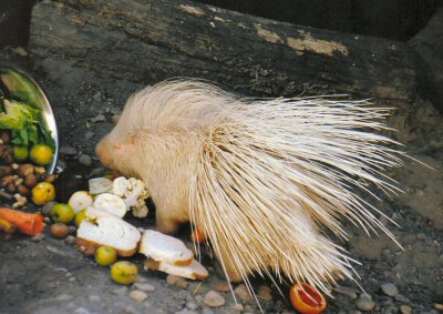 albino porcupine Budapest