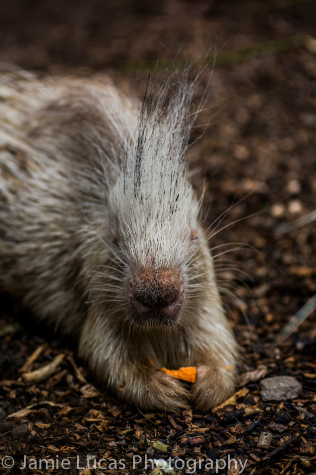 Albino Porcupine