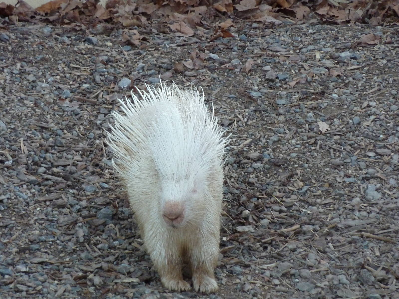 Albino porcupine