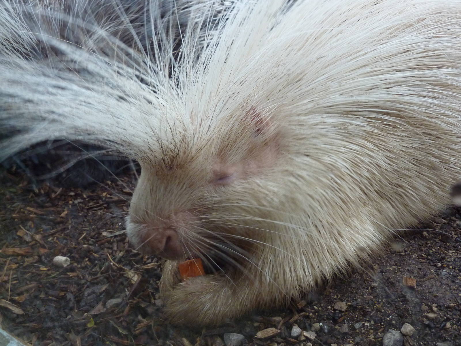 Albino porcupine