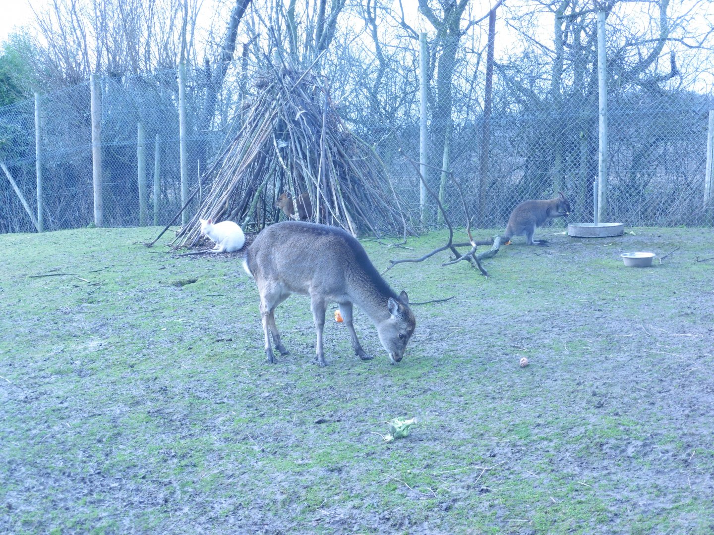 albino & pure Bennett's Wallaby,Sika Deer,Chinese Muntjac (in the wood teepee)