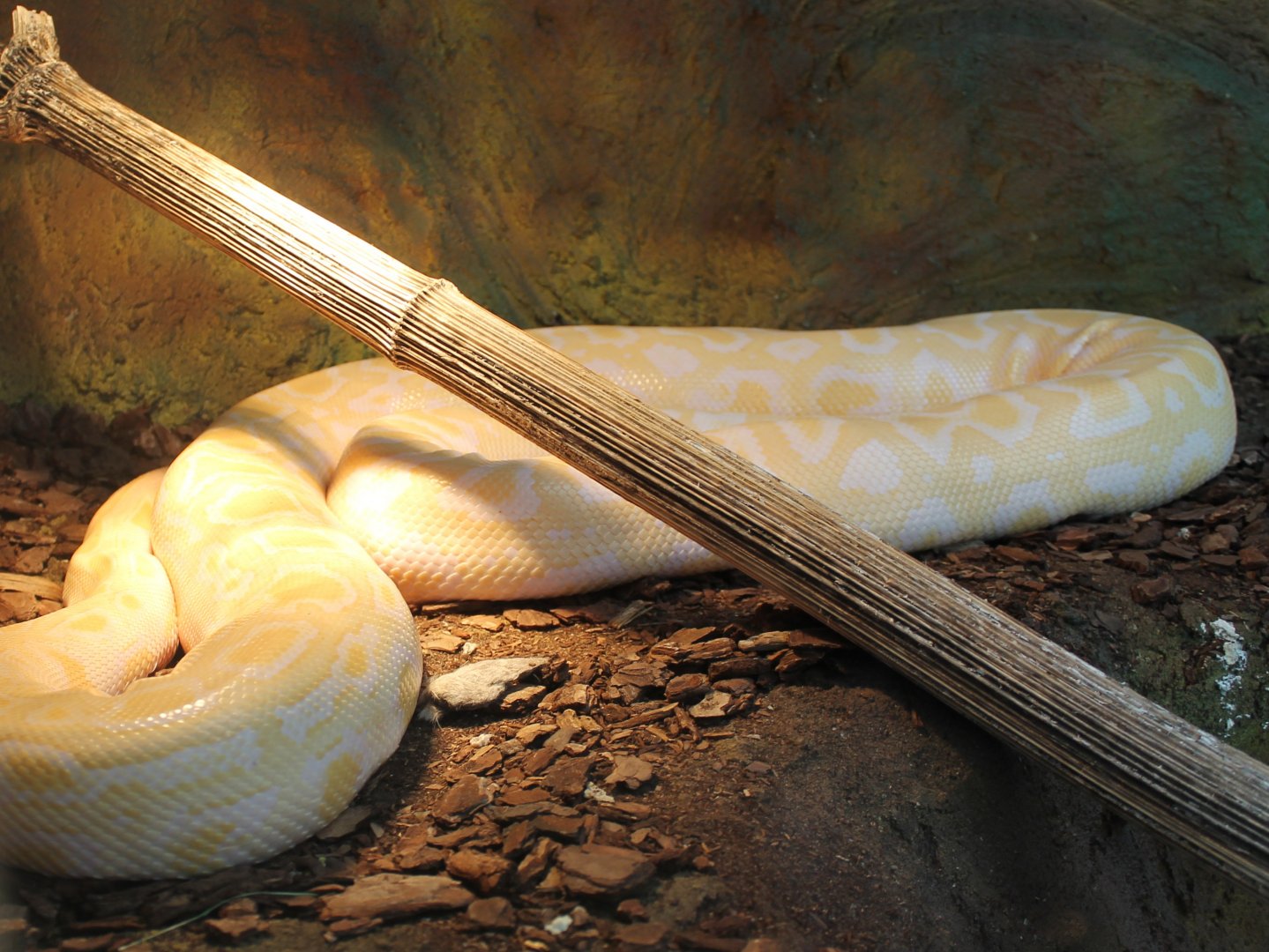 Albino Python molurus