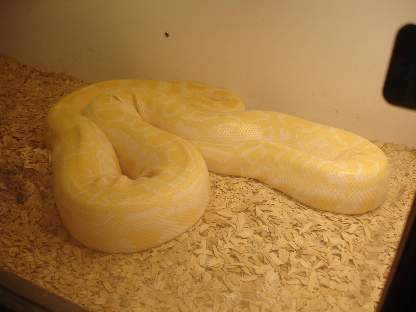 Albino Python