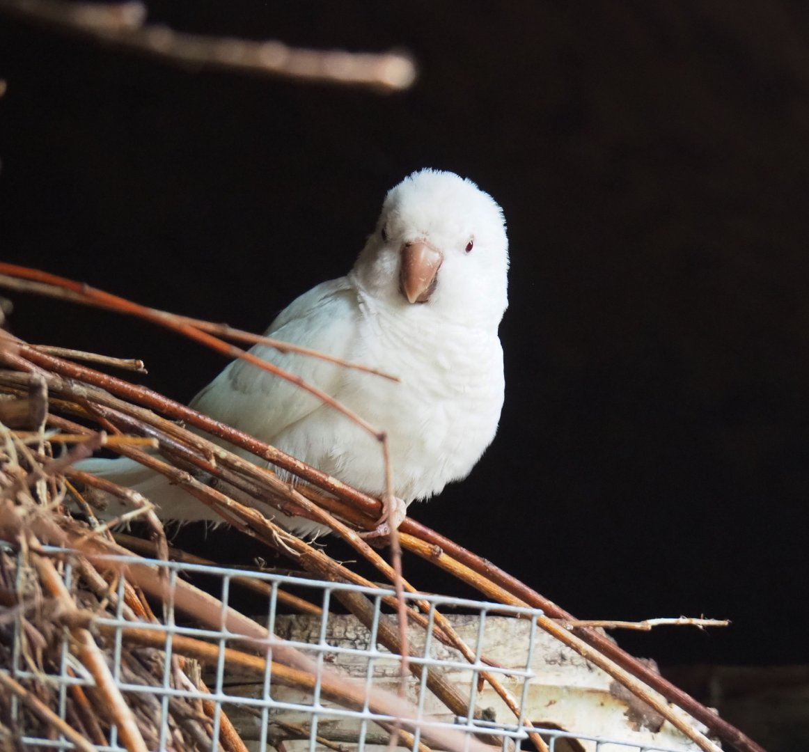 Albino Quaker parrot (Myiopsitta monachus), 2019-05-25