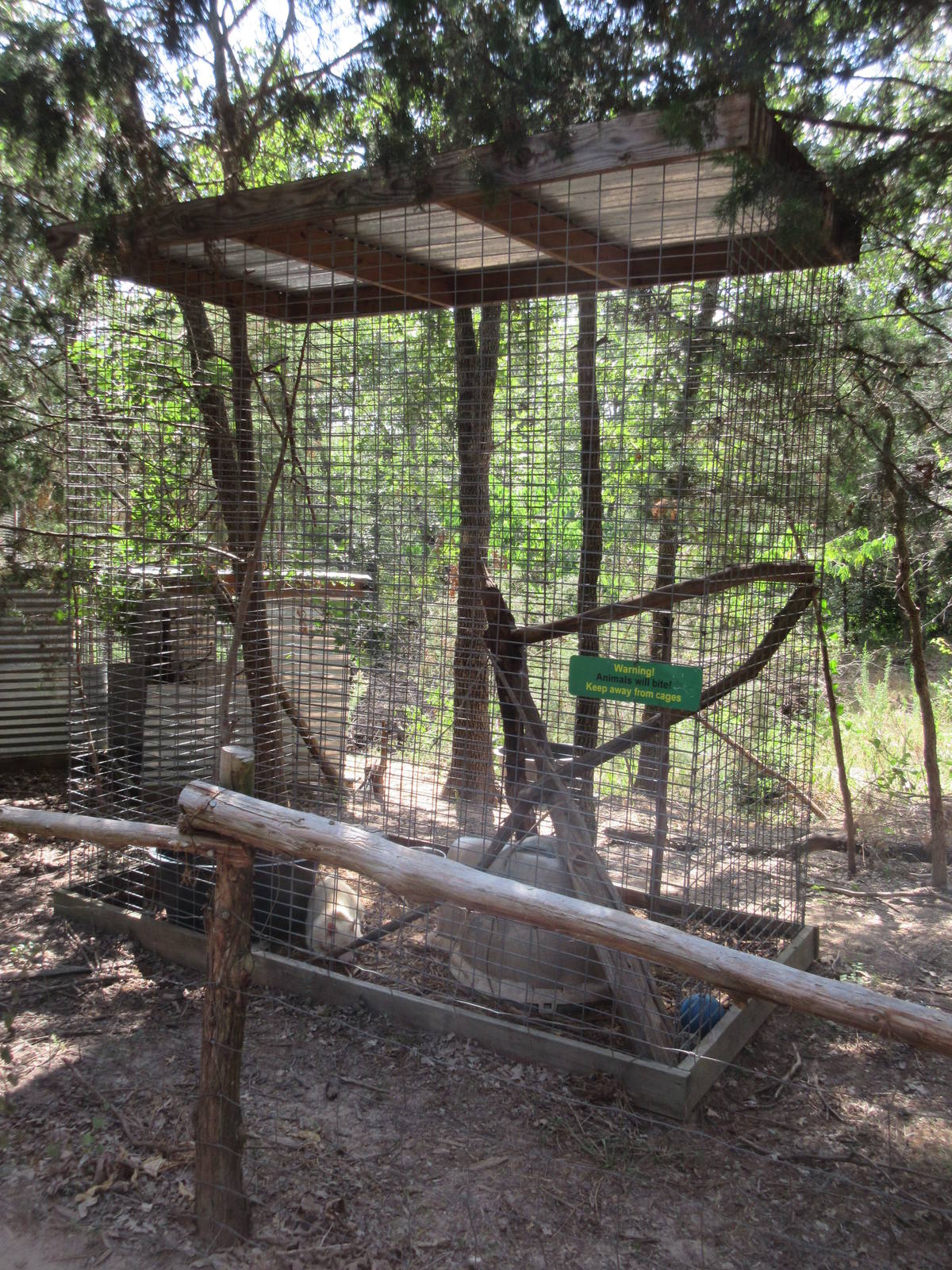 Albino Raccoon Exhibit